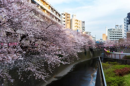 Sakura blossoms in Tokyo
