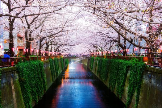 Sakura blossoms in Tokyo