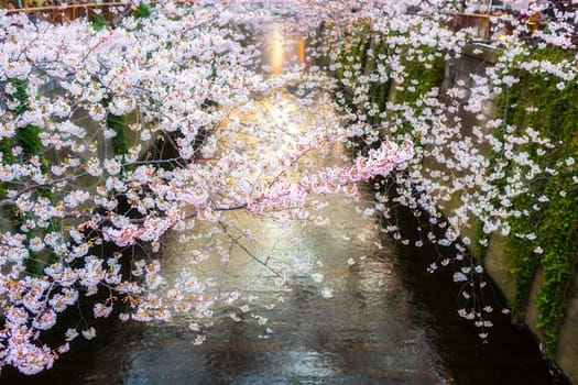 Sakura blossoms in Tokyo