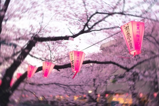 Sakura blossoms in Tokyo