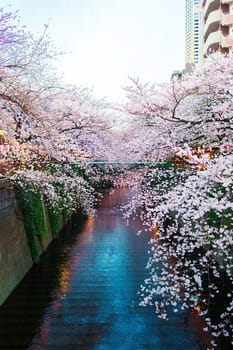 Sakura blossoms in Tokyo