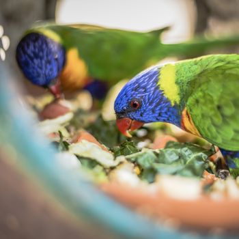 Rainbow lorikeet out in nature during the day.