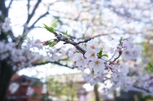 Sakura blossoms in Tokyo