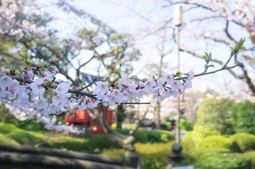 Sakura blossoms in Tokyo