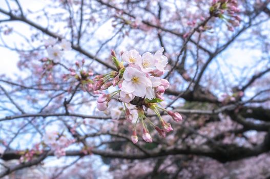 Sakura blossoms in Tokyo