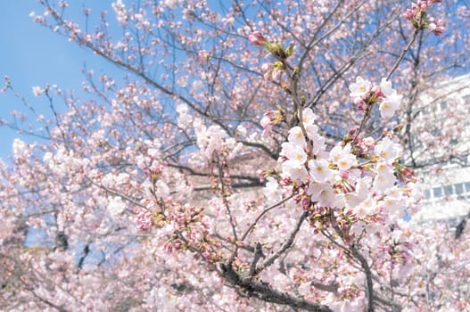 Sakura blossoms in Tokyo