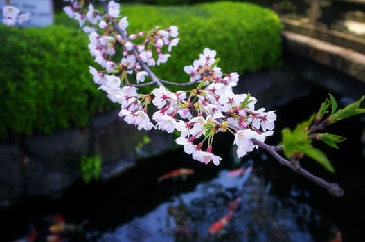 Sakura blossoms in Tokyo