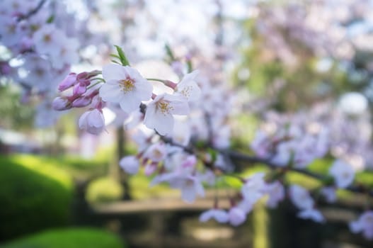 Sakura blossoms in Tokyo