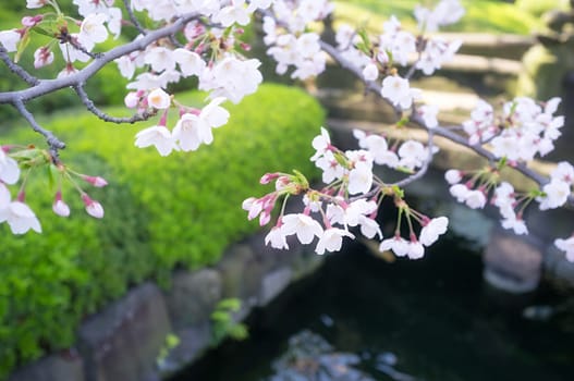 Sakura blossoms in Tokyo