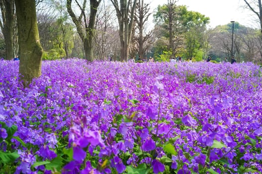 Flowers in parks located at Tokyo, Japan