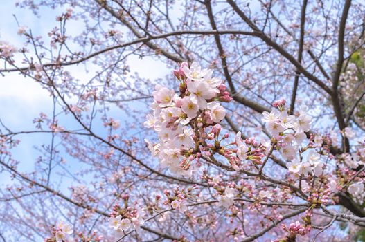 Sakura blossoms in Tokyo