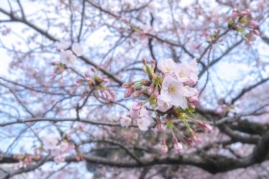 Sakura blossoms in Tokyo