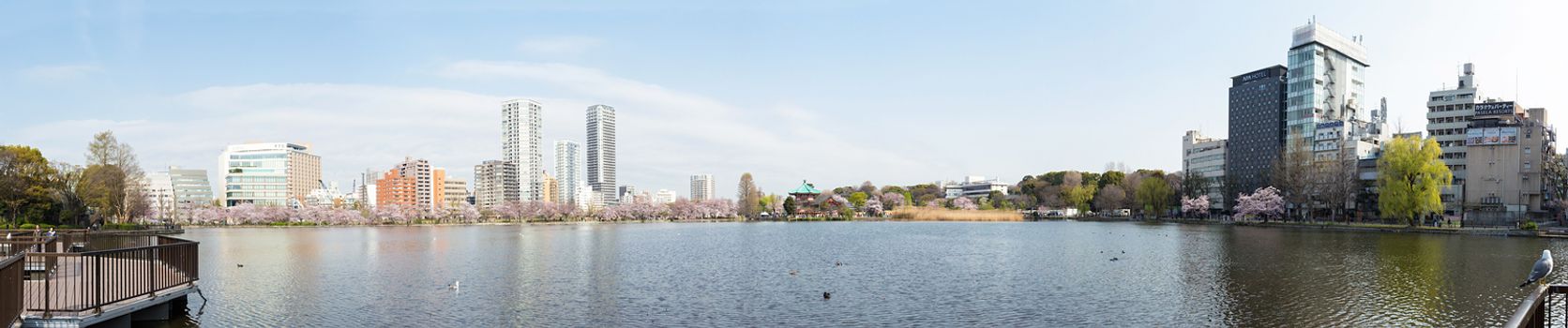 Shinobazu pond with sakura blossoms surrounded in Tokyo, Japan