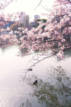 Shinobazu pond with sakura blossoms surrounded in Tokyo, Japan