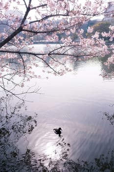 Shinobazu pond with sakura blossoms surrounded in Tokyo, Japan