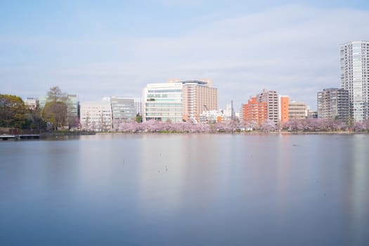 Shinobazu pond with sakura blossoms surrounded in Tokyo, Japan