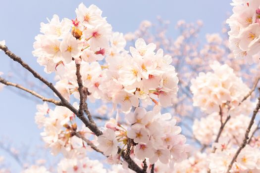 Sakura blossoms in Tokyo