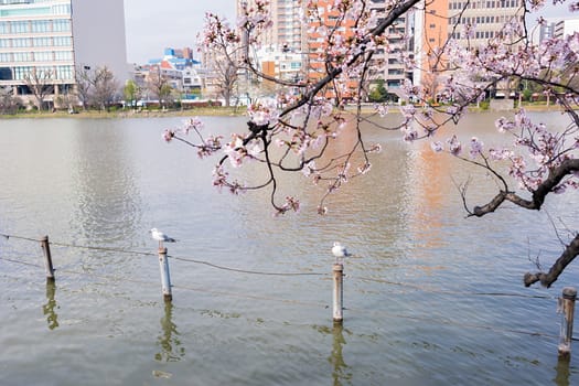 Shinobazu pond with sakura blossoms surrounded in Tokyo, Japan