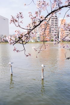 Shinobazu pond with sakura blossoms surrounded in Tokyo, Japan