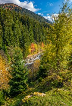 powerful mountain brook with rocky shore in valley. lovely autumnal nature background