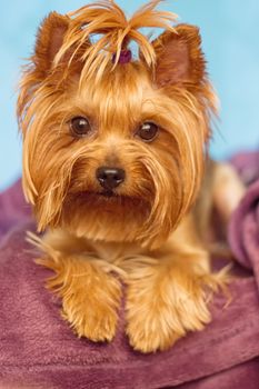 Beautiful and cute york terrier dog at home