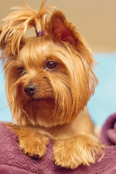 Beautiful and cute york terrier dog at home