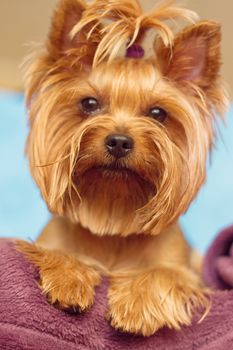 Beautiful and cute york terrier dog at home