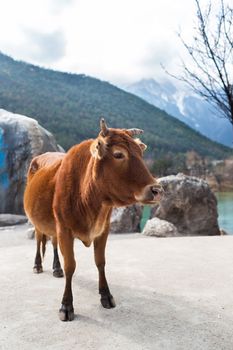 Cow in Blue Moon Valley of Lijiang located at Yunnan, China