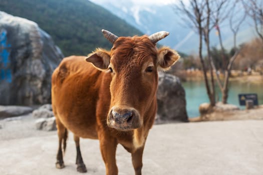 Cow in Blue Moon Valley of Lijiang located at Yunnan, China