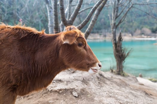 Cow in Blue Moon Valley of Lijiang located at Yunnan, China