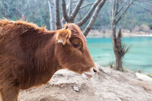 Cow in Blue Moon Valley of Lijiang located at Yunnan, China