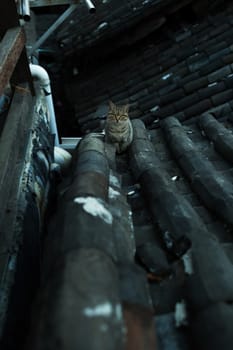Cat on the roof in Lijiang old town, Yunnan, China