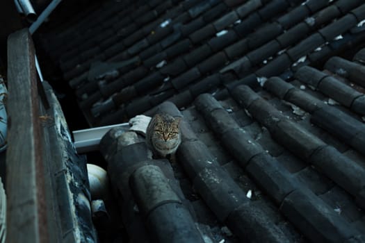 Cat on the roof in Lijiang old town, Yunnan, China