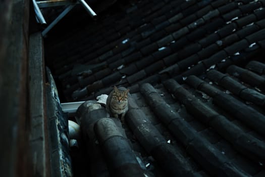 Cat on the roof in Lijiang old town, Yunnan, China