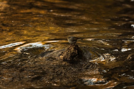 Bird surrounded by water  in Lijiang, Yunnan, China