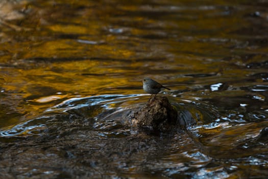 Bird surrounded by water  in Lijiang, Yunnan, China