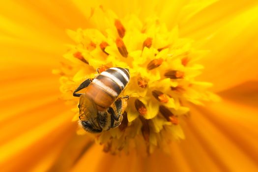 Bee on flowers