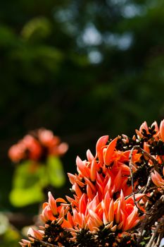 Bastard Teak is species of Butea native to tropical and sub-tropical parts of the indian subcontinent and Southeast Asia . it is a medium sized dry season-deciduous tree,growing to 15 m tall