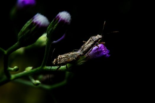 Insects mating with close-up detailed view