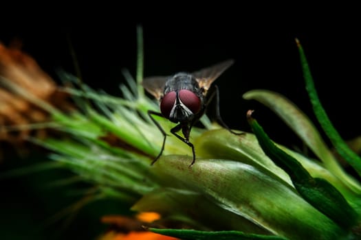 Fly with close-up detailed view