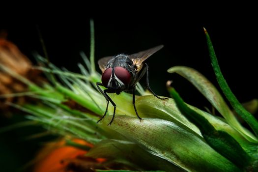 Fly with close-up detailed view