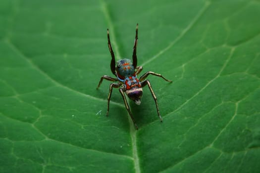 Jumping spider with close-up detailed view