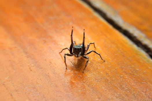 Jumping spider with close-up detailed view