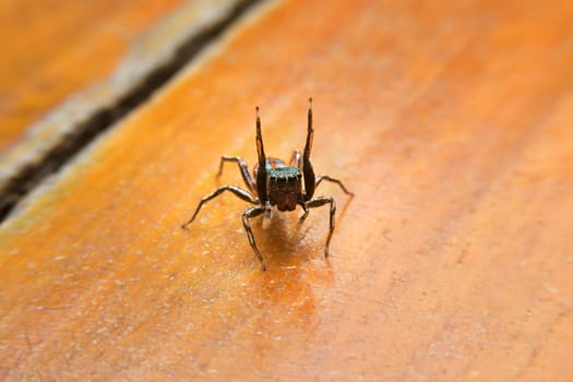 Jumping spider with close-up detailed view