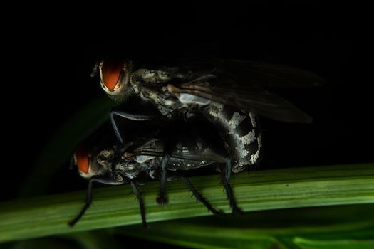 Flies mating with close-up detailed view