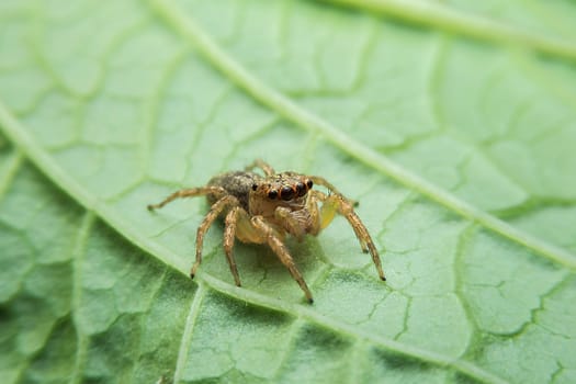 Jumping spider with close-up detailed view