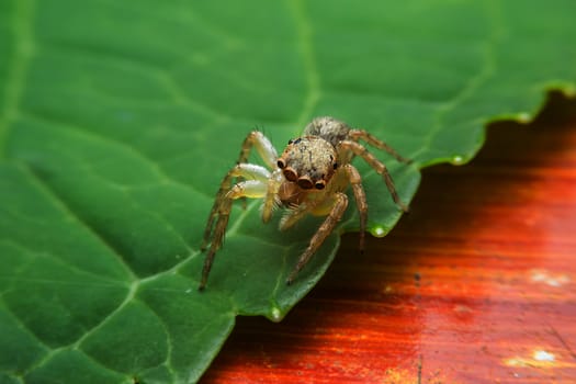 Jumping spider with close-up detailed view
