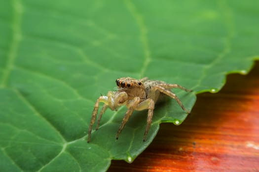 Jumping spider with close-up detailed view