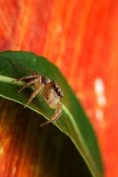 Jumping spider with close-up detailed view
