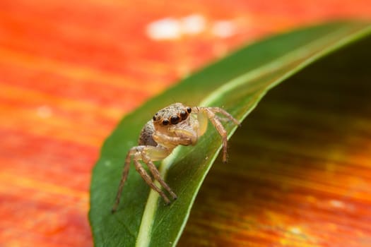 Jumping spider with close-up detailed view